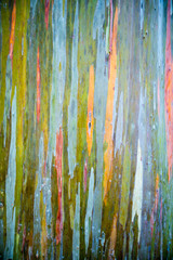 Abstract full frame background of the colorful peeling bark of a rainbow eucalyptus tree