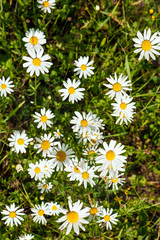 White daisy blooms in a field on a summer sunny day. Nature Background with blossoming daisy flowers. Romantic wild green field of daisies with selective focus.