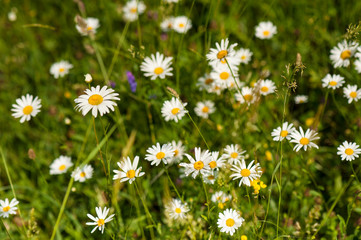 White daisy blooms in a field on a summer sunny day. Nature Background with blossoming daisy flowers. Romantic wild green field of daisies with selective focus.