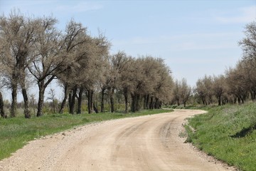 Fototapeta na wymiar A road with spindle trees on its sides