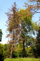 Obraz premium Scenic View of a dead conifer tree Standing in a Green Field in Volkspark Mainz Germany trees with dried brown conifer leaves in summer park