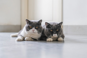 Cute british shorthair, indoor shot