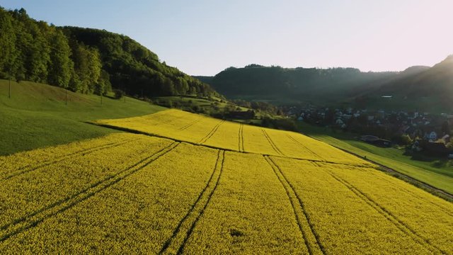 aerial view of countryside druing golden hour with yellow flowers in a small village, Field of rapeseed in full flower, spring time in countryside switzerland