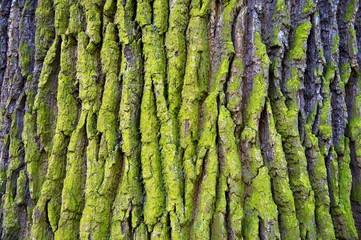 Relief texture of the bark of oak with green moss and lichen. Photo of a tree bark texture.