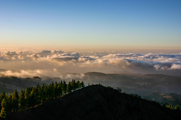 clouds and pines in canary islands