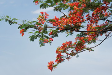 Peacock Flower tree, Flamboyant, The Flame Tree, Royal Poinciana, beautiful Thai red flower blossom on tree branch with blue sky background.
