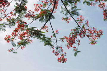 Peacock Flower tree, Flamboyant, The Flame Tree, Royal Poinciana, beautiful Thai red flower blossom on tree branch with blue sky background.
