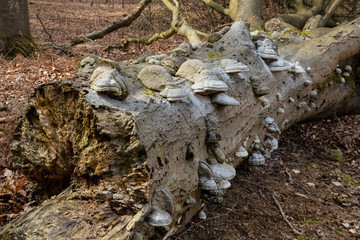 Zunderschwamm (Fomes fomentarius) an einem Baumstamm, Granitz, Naturschutzgebiet, Insel Rügen, Biosphärenreservat Südost-Rügen, Mecklenburg-Vorpommern, Deutschland, Europa