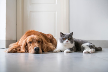 British shorthair and golden retriever, indoor shot