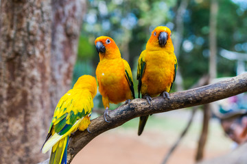 Fototapeta na wymiar parrot standing on tree in zoo
