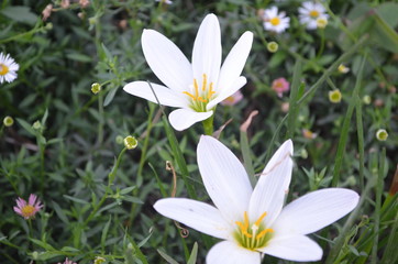 Beautiful and Cute White Flower in Garden.