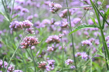 Beautiful and Cute Purple Flower in Garden