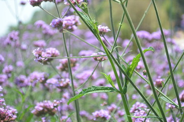 Beautiful and Cute Purple Flower in Garden