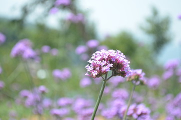 Beautiful and Cute Purple Flower in Garden