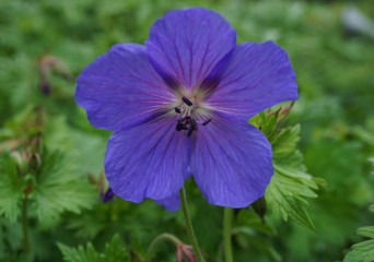Geranium himalayense blue Cranesbill