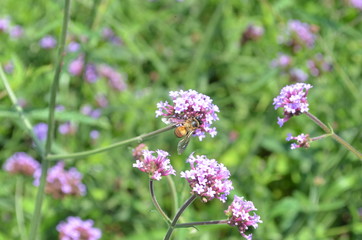 Beautiful and Cute Purple Flower in Garden