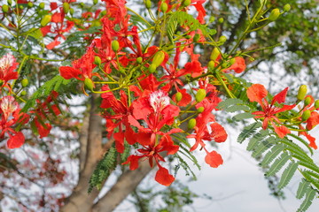 Naklejka premium Peacock Flower tree, Flamboyant, The Flame Tree, Royal Poinciana, beautiful Thai red flower blossom on tree branches with nature background.