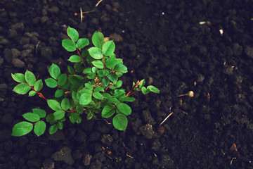 plant on black background