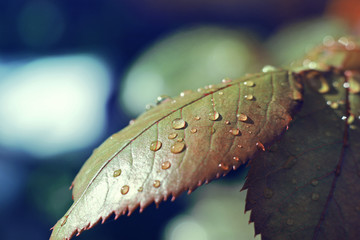 water on the leaf