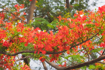 Peacock Flower tree, Flamboyant, The Flame Tree, Royal Poinciana, beautiful Thai red flower blossom on tree branches with nature background.