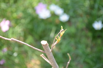 Beautiful Green Tree in Nature