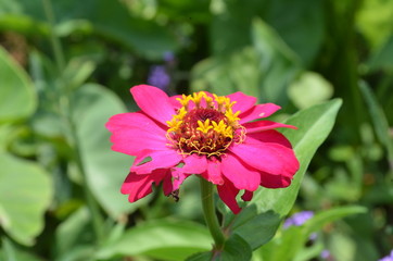 Fototapeta premium Beautiful and Cute Pink Flower in Garden