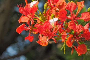 Close-up Peacock Flower tree, Flamboyant, The Flame Tree, Royal Poinciana, beautiful Thai red flower blossom on tree branch with nature background.