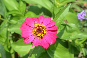 Beautiful and Cute Pink Flower in Garden