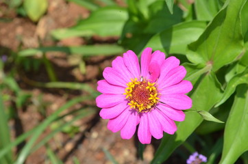 Fototapeta premium Beautiful and Cute Pink Flower in Garden