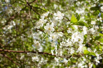 Blooming cherry branch in the sun. White flowers. Blooming tree. Sunny spring day.