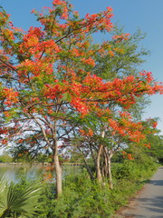 Fototapeta na wymiar Peacock Flower tree, Flamboyant, The Flame Tree, Royal Poinciana, beautiful Thai red flower blossom on tree branch with blue sky background.