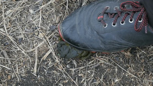 Foot Stepping In Shit, Poo