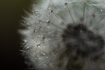 Wassertrofen Dandelion Samen