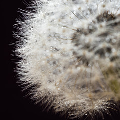 Dandelion schwarz-weiß Makro