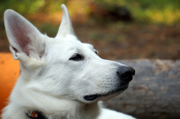 portrait of a dog