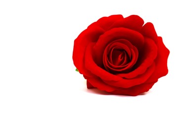 red roses placed on the right side on a white background wallpaper texture and object