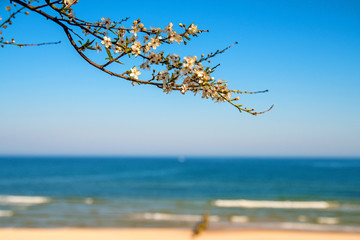 Baltic sea, pear blossom on a beach promenade
