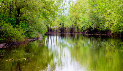 Fototapeta na wymiar Green trees are reflected in the transparent water of the river. Summer landscape_