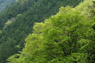 新緑の阿寺渓谷の森