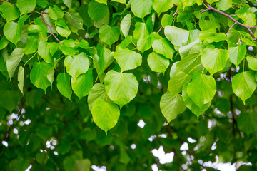 Fototapeta na wymiar The background of green leaves of linden in the summer_