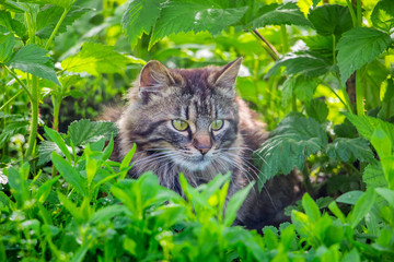 Naklejka na ściany i meble Fluffy striped cat sits in thickets of grass_