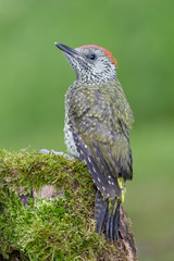 Wonderful portrait of European green woodpecker (Picus virdis)