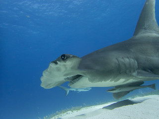 Fototapeta premium Great Hammerhead shark at Tiger Beach Bahamas