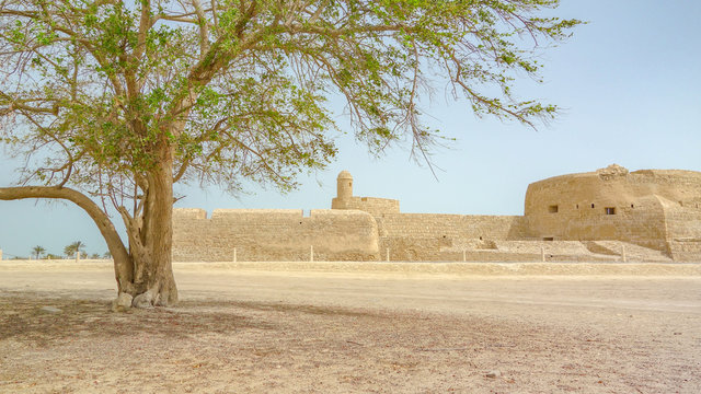 One tree and the Al Qalat Fort, Qal'at al-Bahrain