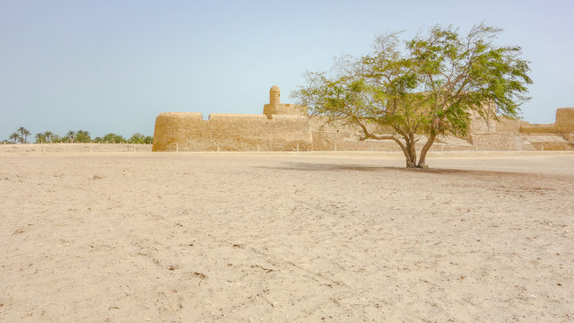Tree at the Al Qalat Fort, Qal'at al-Bahrain