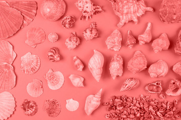 Assortment of seashells in coral color against background