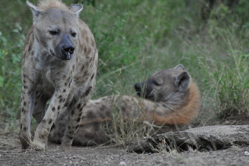 Hyena