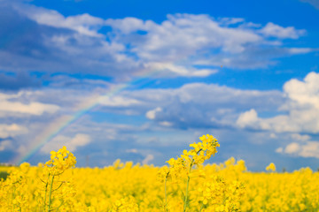 Obraz premium rapeseed field with a rainbow in the sky