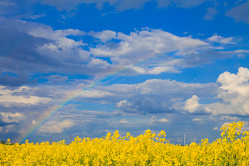 rapeseed field with a rainbow in the sky