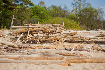 Fototapeta na wymiar Driftwood log on sea coast. Sunny summer day. Latvia. River called Gauja